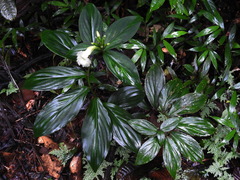 Chamaecostus congestiflorus