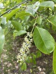 Prunus