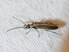 Oxycopis mimetica