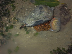 Cymbiola nobilis