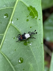 Cercidocerus albicollis
