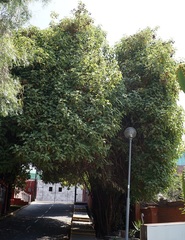 Kaunia