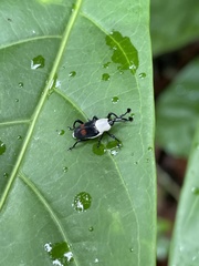 Cercidocerus albicollis