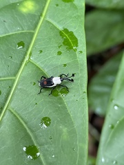 Cercidocerus albicollis