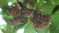 Kaunia