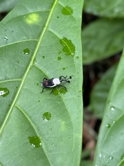 Cercidocerus albicollis