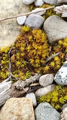 Tortella inclinata