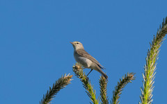Iduna caligata