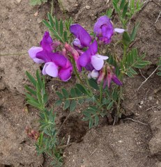 Lathyrus polymorphus