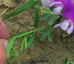 Lathyrus polymorphus