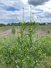 Sisymbrium officinale
