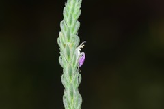Rostellularia quinqueangularis
