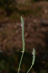 Rostellularia quinqueangularis