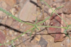 Rostellularia quinqueangularis