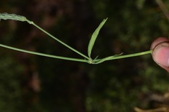 Rostellularia quinqueangularis
