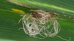 Hemisphaerota cyanea