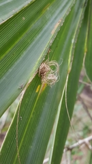 Hemisphaerota cyanea