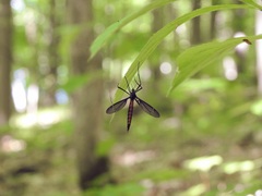 Nephrotoma altissima