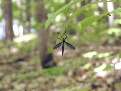 Nephrotoma altissima