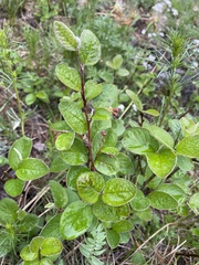 Cotoneaster melanocarpus
