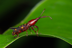 Baryrhynchus poweri