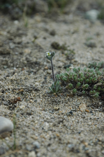 Image of Draba yukonensis by (c) Syd Cannings, some rights reserved (CC BY)