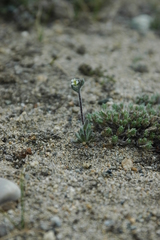 Draba yukonensis