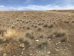 Aristida ternipes gentilis