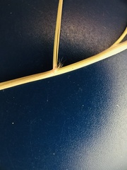 Aristida ternipes gentilis