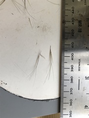 Aristida ternipes gentilis