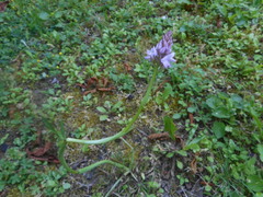 Anacamptis pyramidalis