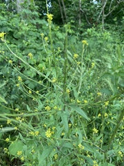 Sisymbrium officinale