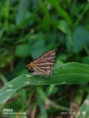 Cigaritis schistacea