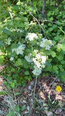 Physocarpus malvaceus