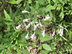 Penstemon brevisepalus