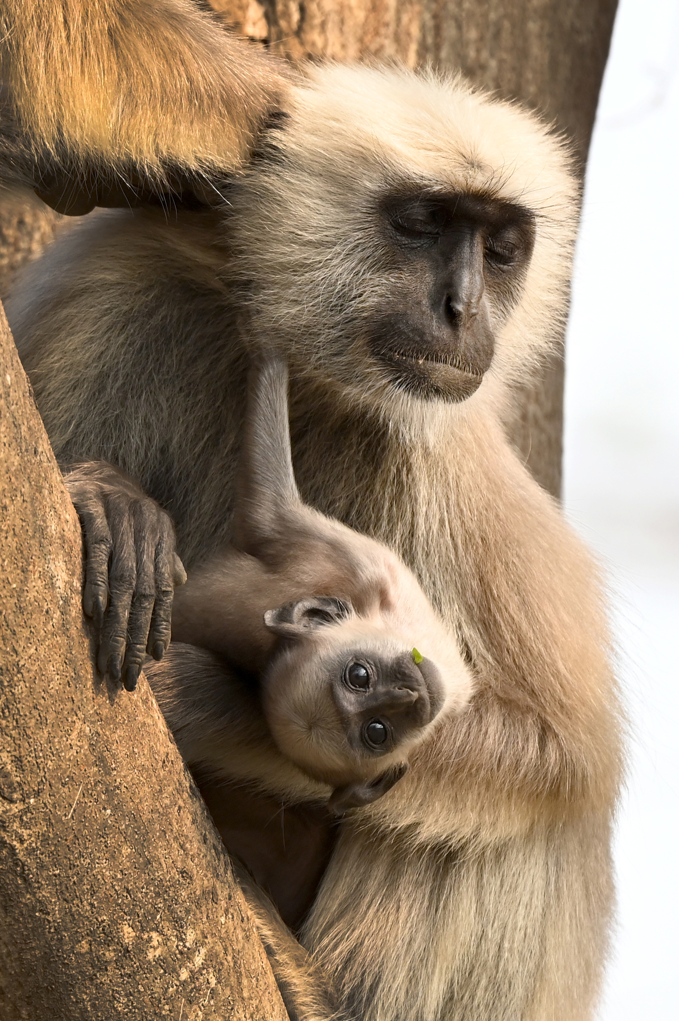 Northern plains gray langur