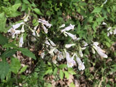 Penstemon brevisepalus