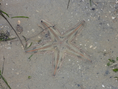 Astropecten indicus