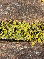 Sedum nuttallii
