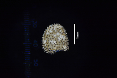 Rostellularia quinqueangularis