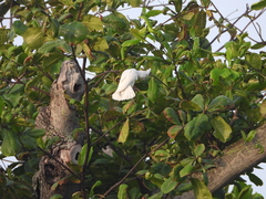 Cacatua