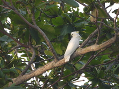 Cacatua