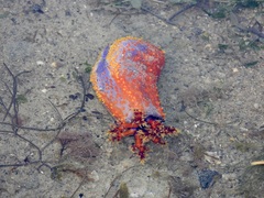 Pseudocolochirus violaceus