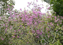 Chionanthus pubescens