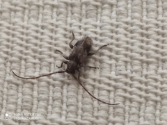 Exocentrus punctipennis