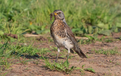 Turdus pilaris
