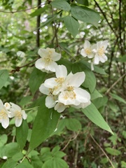Philadelphus inodorus