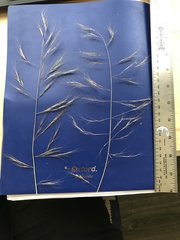 Aristida ternipes gentilis