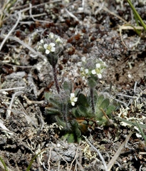 Draba yukonensis