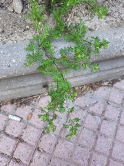 Lepidium didymum